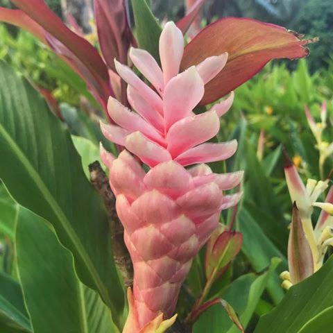 Bay Of Plenty Nature Lodge Nanuya Lailai Luaran gambar